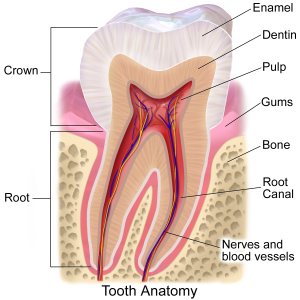 My Whole Tooth